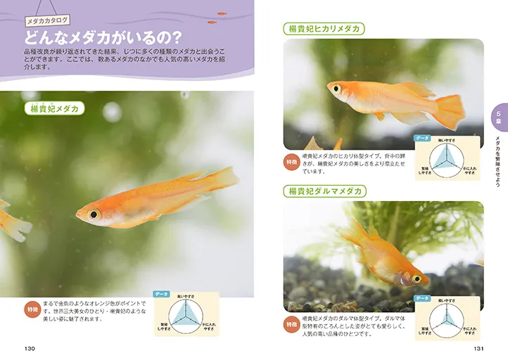 メダカ生活始めませんか